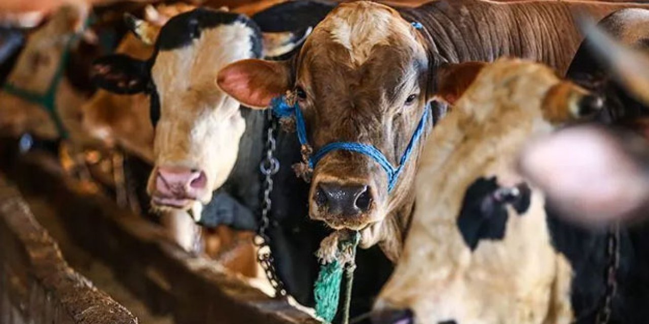 Kurban Alamayanlara Müjde! 8.550 TL Kurban Parası Hesaplara Yatıyor..