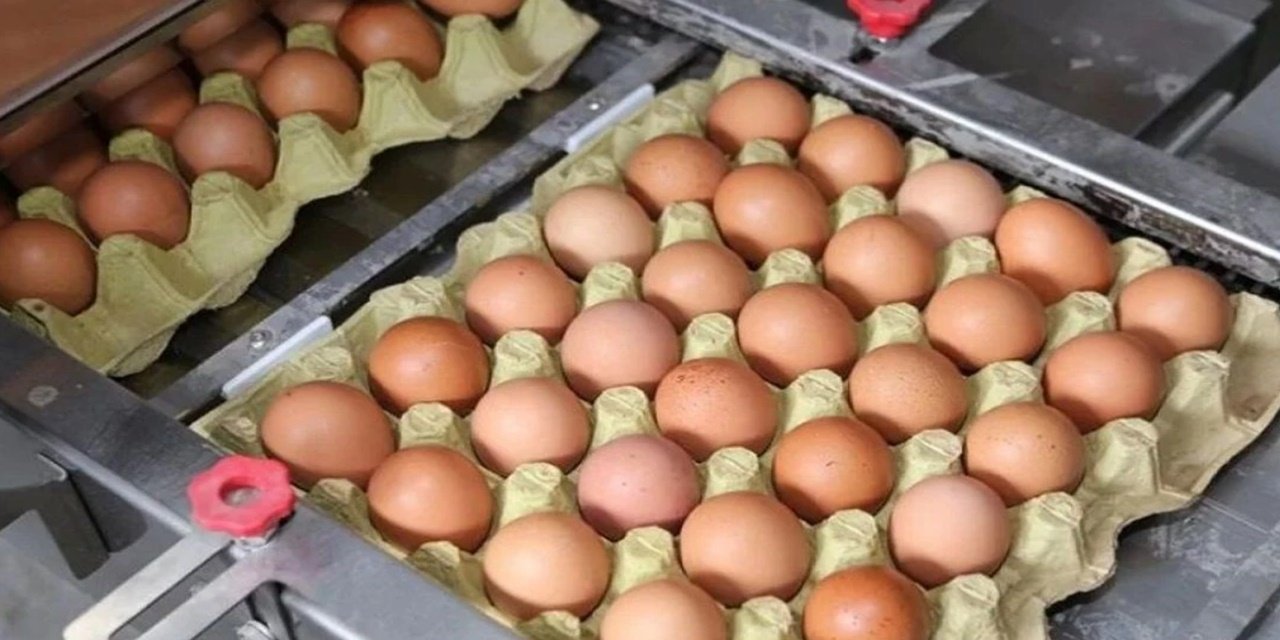 Yumurta Üretim Tesisi İflas Etti! 50 Milyon Üretim Kapasitesi Vardı