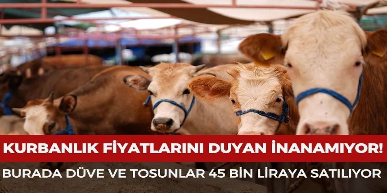 Kurbanlık Fiyatları Düştü: Düve ve Tosunlar 45 Bin TL’ye Satılıyor