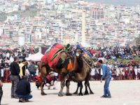 Deve Güreşi Festivalinde Binlerce Kişi Buluştu