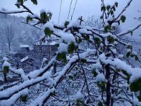 Fındık Üreticisine 'Zirai Don' Uyarısı