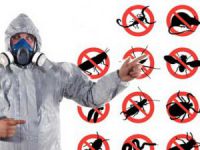 Güçlü İlaçlama İle Yaz Aylarında Pireleri Düşünmeyin