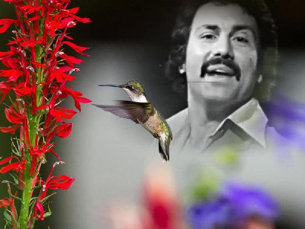 Ünlü Müzisyen Aydın Tansel, Kalp Krizinden Öldü