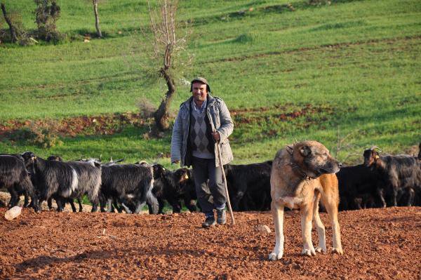 Sosyal Bilgiler Öğretmeni Atanamayınca Çoban Oldu