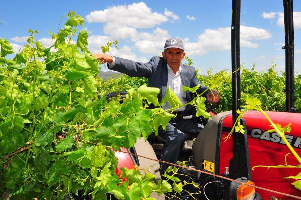 Bağlarda Vuran Don Hasarı Çok Ağır Oldu