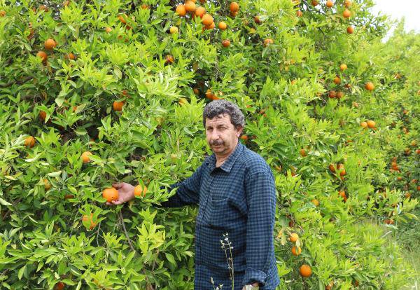 Para Etmedi Finike Portakalı Dalında Kaldı