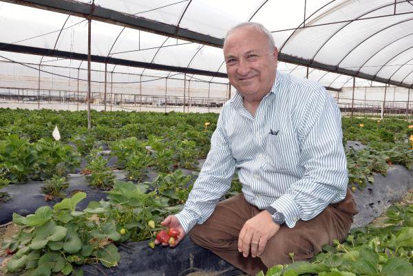 ADANA VE MERSİN'DEN 3 MİLYON DOLARLIK ÇİLEK İHRACATI