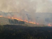 Adilcevaz’da Ormanlık Alanda Yangın Çıktı