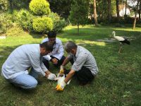 Anız Yangınlarında Yaralanan Leylekler Tedavide