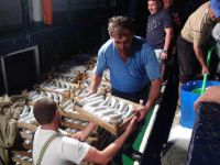 Hal’e 20 Bin Çift Palamut Geldi, 3 Palamudun Fiyatı 5 Liraya Düştü