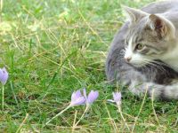 Sonbaharın Habercisi Vargit Çiçekleri Açtı