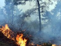 Tokat’ta Orman Yangını