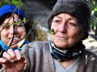 Marmaris'te Badem Çiçek Açtı, Bodrum'da Erik Meyve Verdi