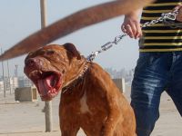 Saldıran Pitbulu Bıçakladı