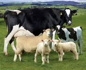 Hayvan Sayısı 55 Milyon, Koyun sayısı ise azaldı