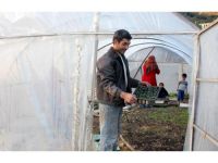 Üreticinin Alternatif Ürünü Adaçayı Oldu