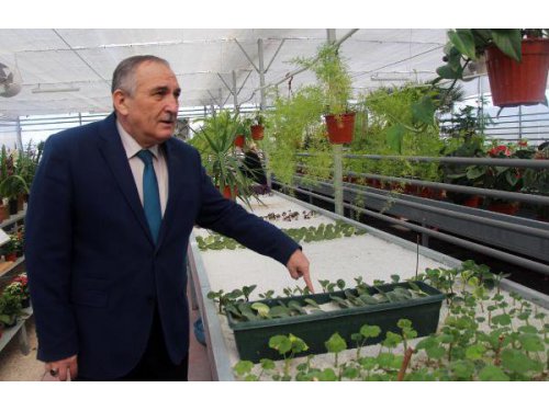 Kaya Yünü İçinde Salatalık Ve Marul Üretimi