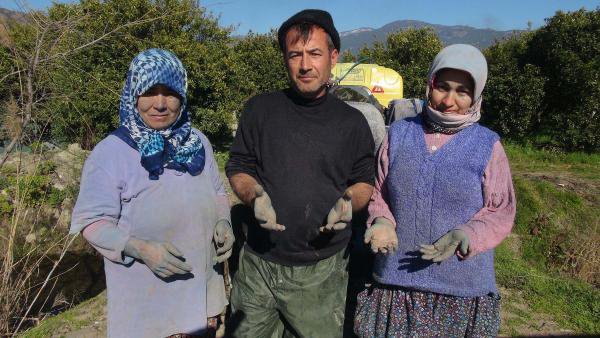 Narenciye Üreticileri Dertli, 'Portakalı Soydum Başucuma Koydum' Lafta Kaldı