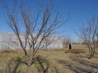 Iğdır'da Kayısı Artık Serada Yetiştirilecek