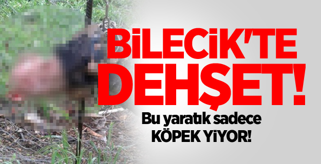 Bilecik'te dehşet! Bu yaratık sadece köpek yiyor!