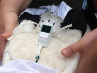 Samsun'da Halkalanan Leylek, 7 Bin Kilometre Yol Yaptı