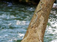 Nesli Tehlike Altındaki Kedigözlü Yılan Görüntülendi