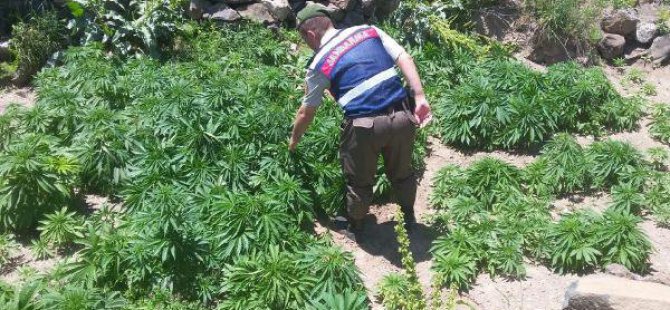 Kayseri'de 5 Bin 717 Kök Kenevir Ele Geçirildi
