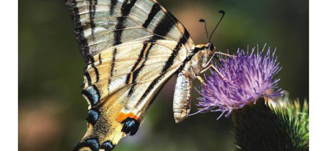 Mersin'in Kelebekleri Kitaplaştı