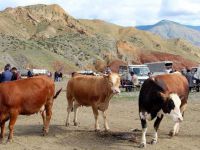 Pazarda Hayvan Var, Alıcı Yok