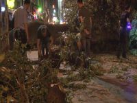 Kadıköy'de Kafenin Üzerine Ağaç Devrildi: 2 Yaralı