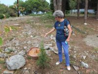 Ünye'de  Çam Ağacı Kesimine Tepki