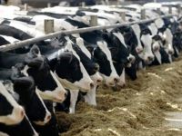 Tarımda skandal: "İthal hayvana yüzde 30 hibe desteği"