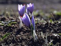 'Mucize bitki'nin hasadı başladı