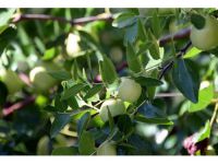 Kurak Arazilere 'Şifa Bitkisi' Ekin Önerisi