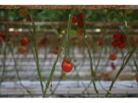 Türkiye Organik Tarımda Hedef Büyüttü