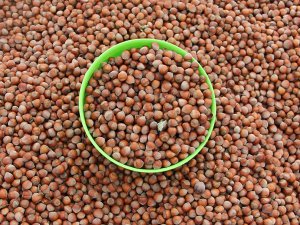 Doğu Karadeniz'den 101 Ülkeye İhracat