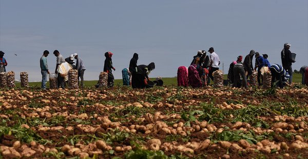 Turfanda Patates Hasadı Devam Ediyor
