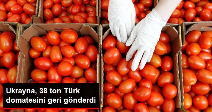 Ukrayna, Türkiye'den Aldığı 38 Ton Domatesi Geri Yolladı