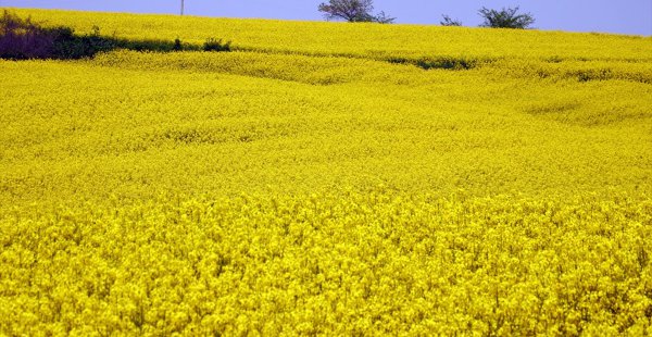 Kanolada Ekim Alanı Katlanarak Artıyor